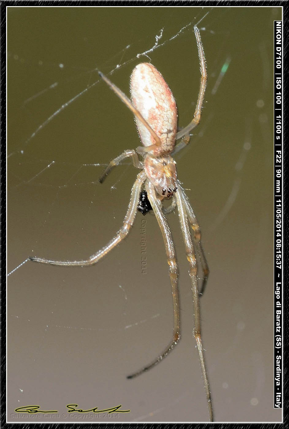 Tetragnatha sp. dal Lago di Baratz (SS)